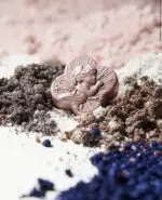 Flower Knows Little Angel Eden's Divine Far Paleti